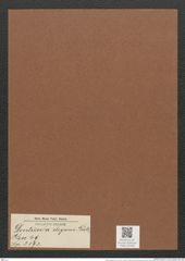 Denticula elegans Kütz. (de-Toni-Nr.: Genus 49, Species 2193) Zeichnungen Sammlung Grunow Mappe 02408 (Herbarium_W_Grunow_drawings_Folder_02408)